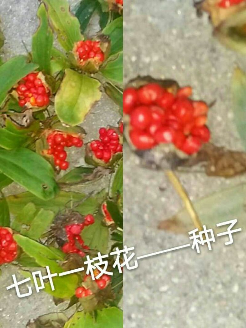 七叶一支花统货