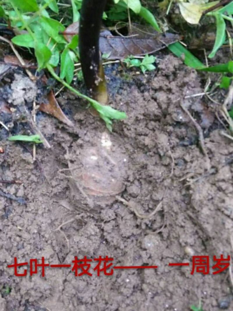 七叶一支花统货