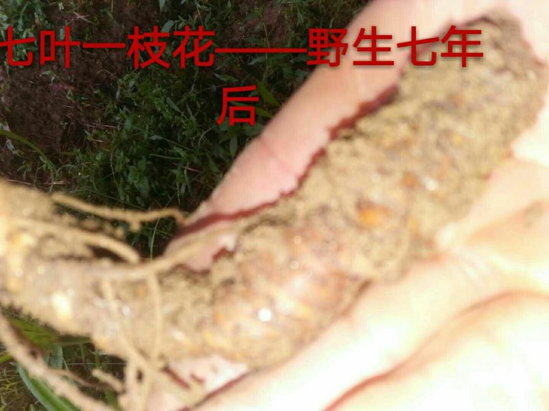七叶一支花统货