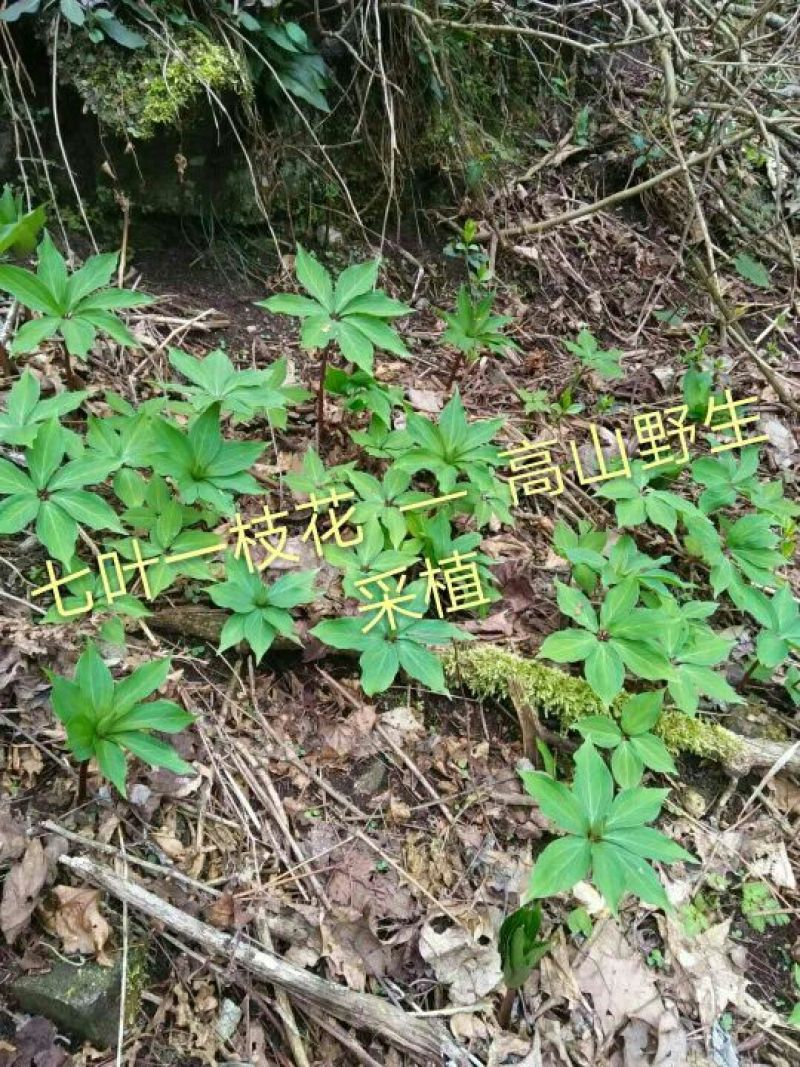 七叶一支花统货