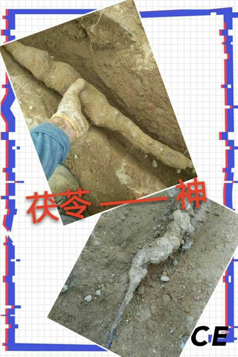 茯神块统块