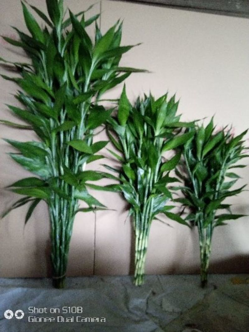 红色竹，带根观音竹金边竹水培植物