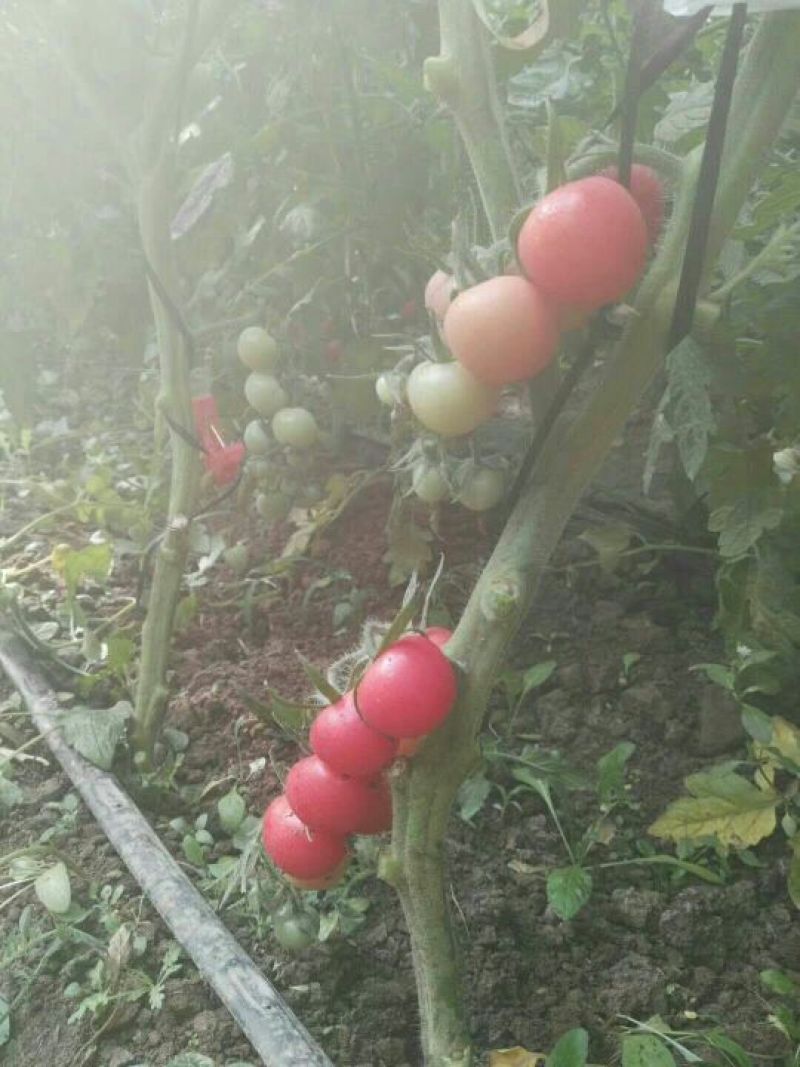 千禧圣女果10g以上