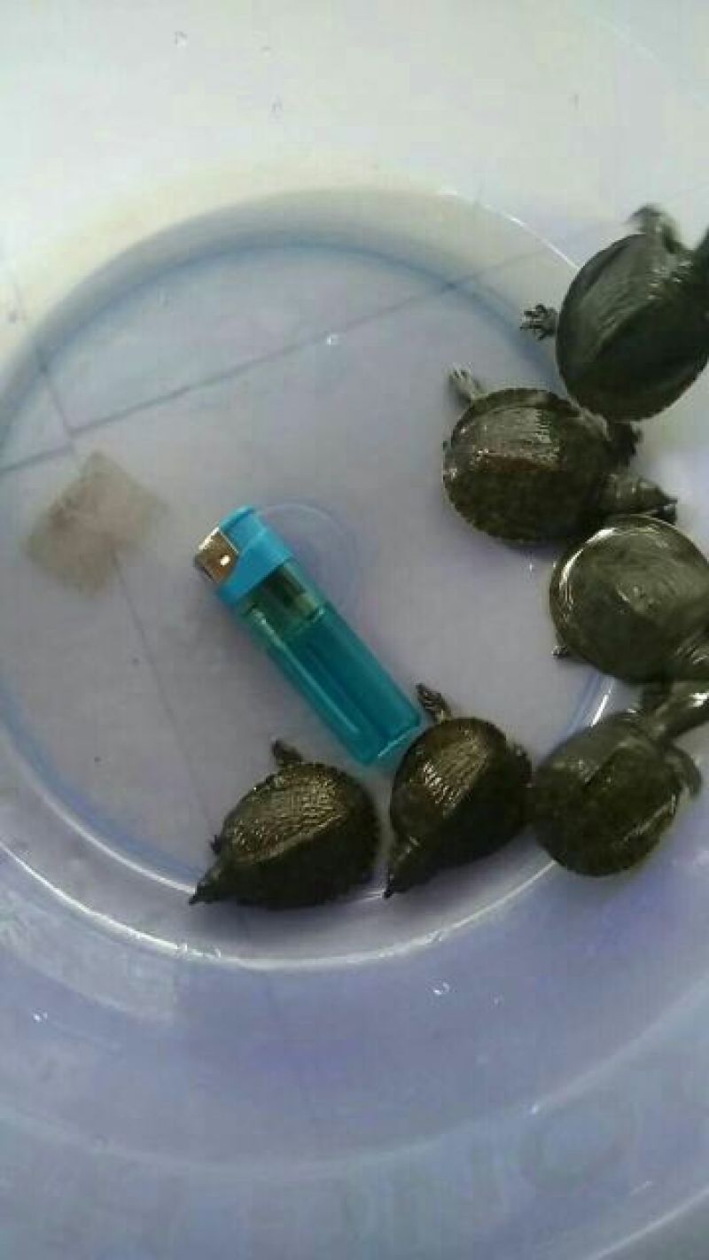 甲鱼苗鳖苗水鱼苗中华鳖