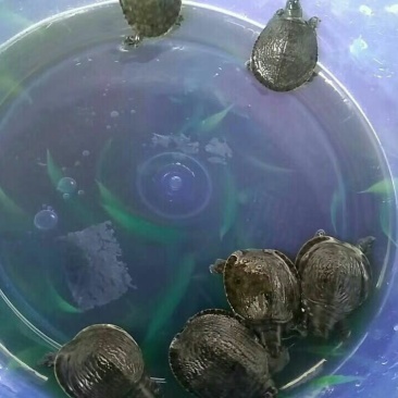 甲鱼苗鳖苗水鱼苗中华鳖