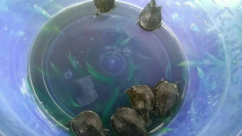 甲鱼苗鳖苗水鱼苗中华鳖