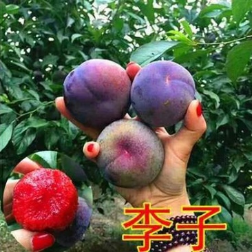 三华李树苗40~50cm