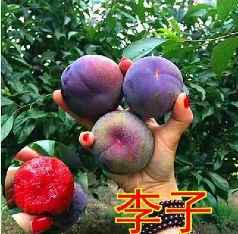 三华李树苗40~50cm