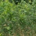 三华李树苗40~50cm