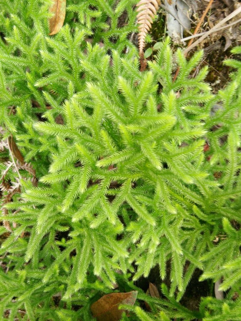 伸筋草