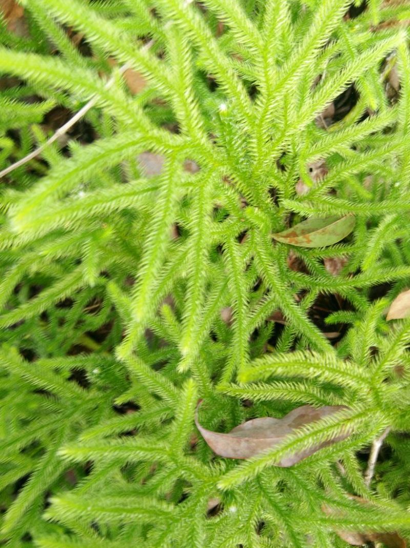 伸筋草