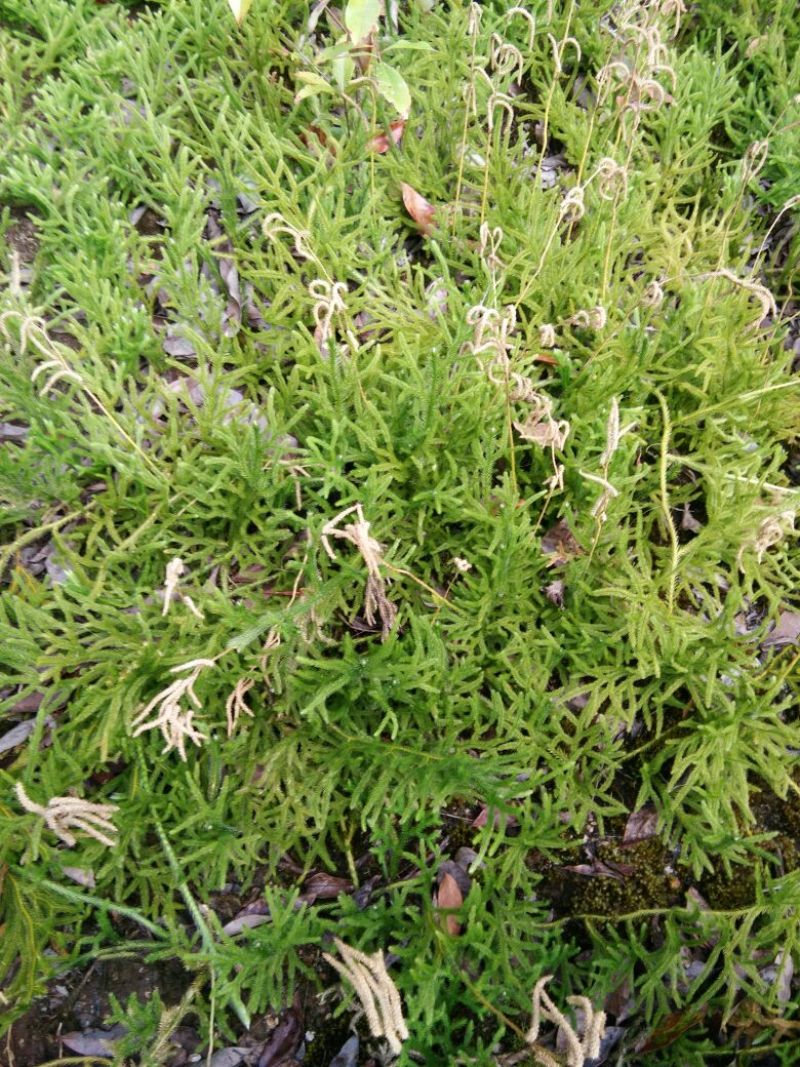 伸筋草