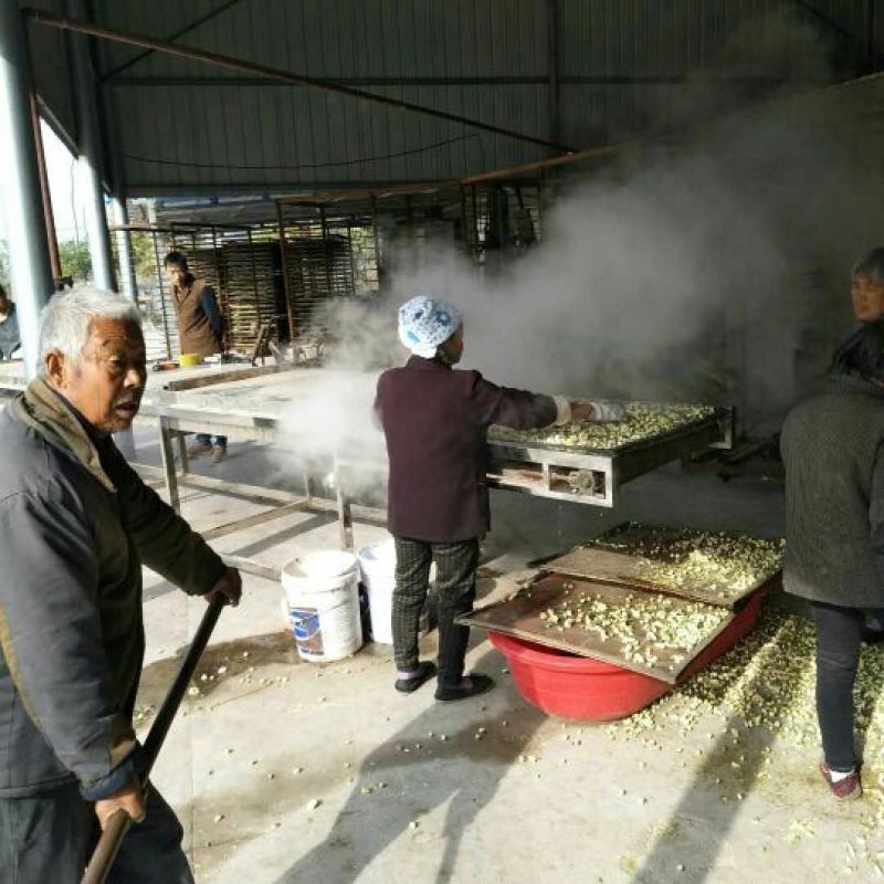 菊花茶二级