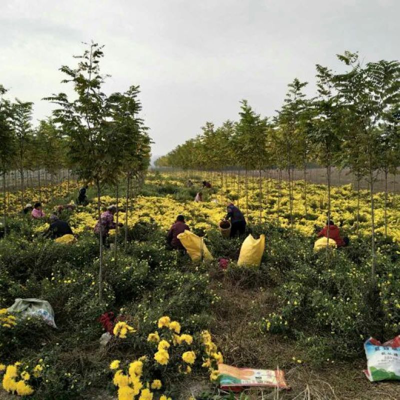 菊花茶二级