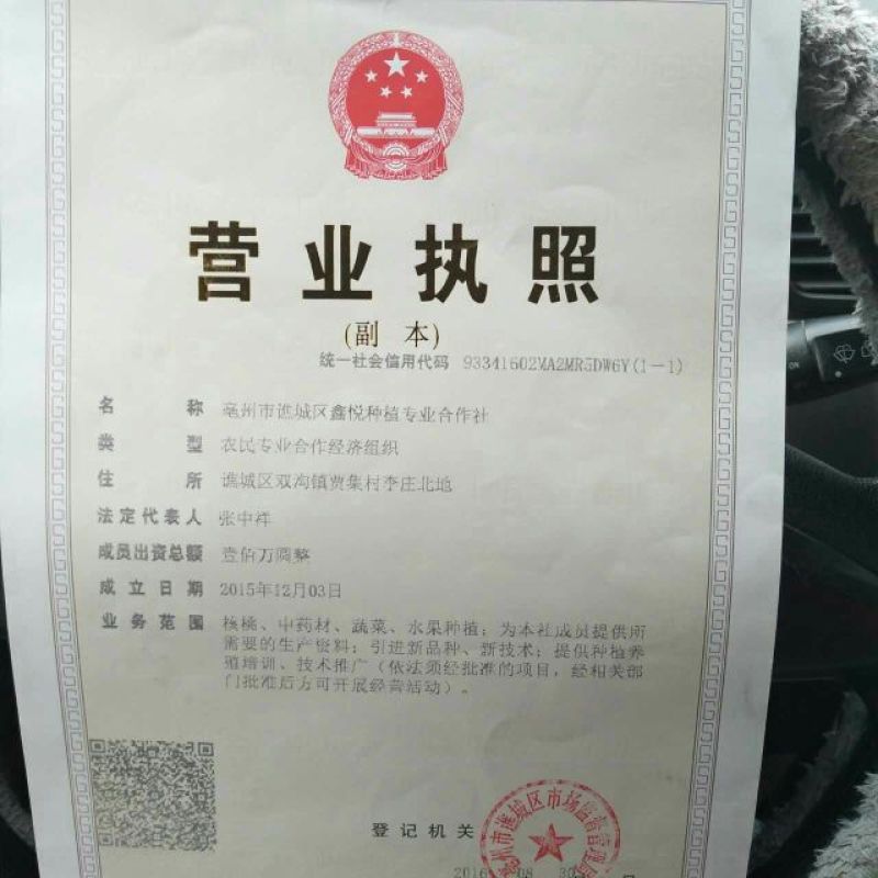 菊花茶二级