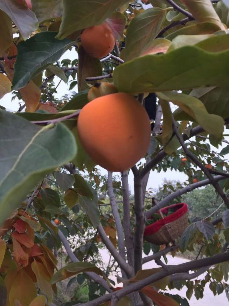 柿饼1~2两