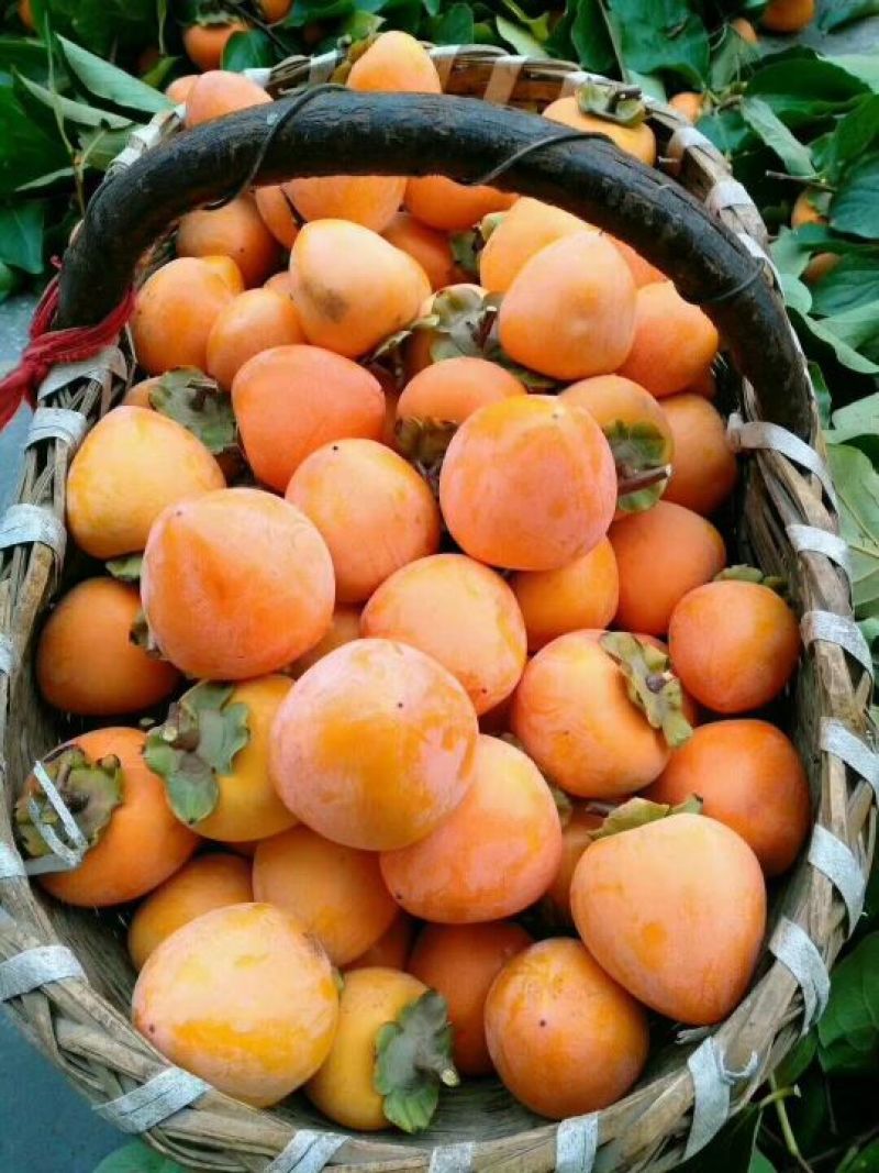柿饼1~2两