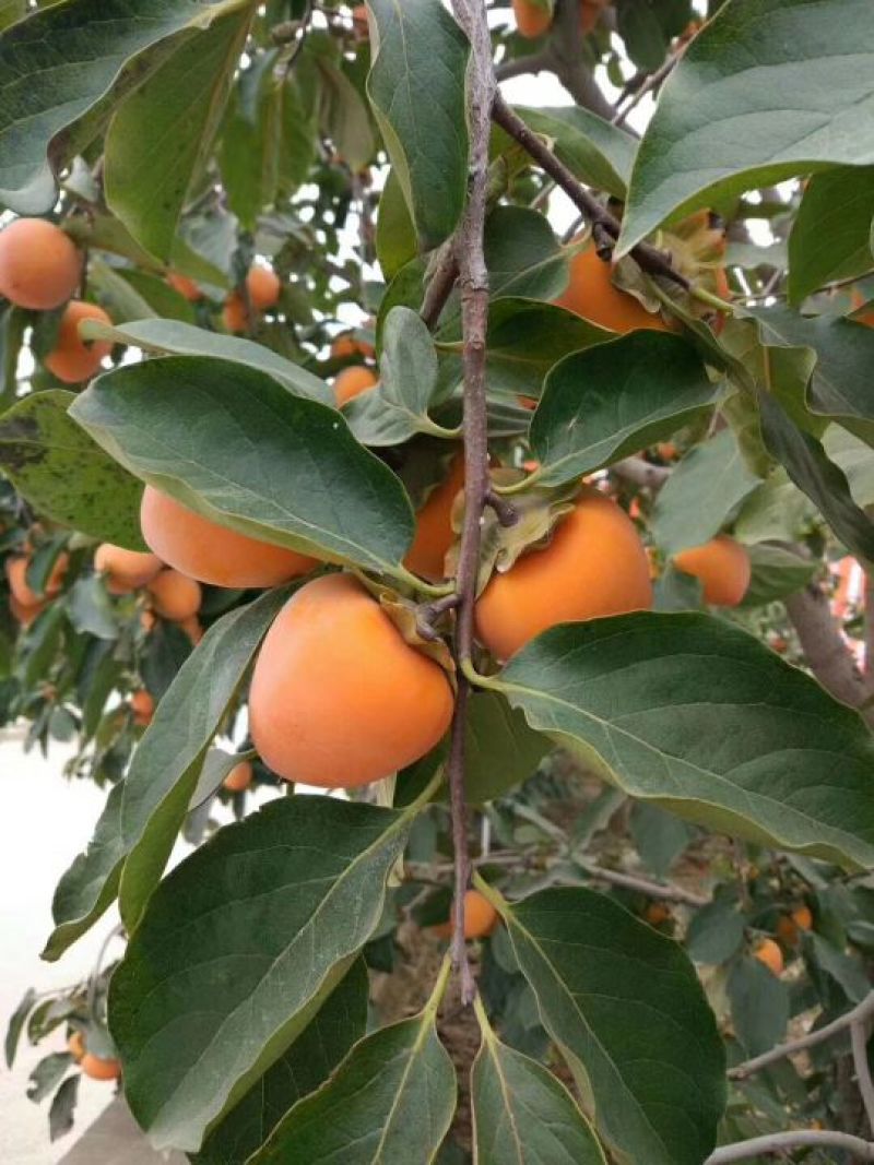 柿饼1~2两