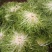 苦菊15~20cm