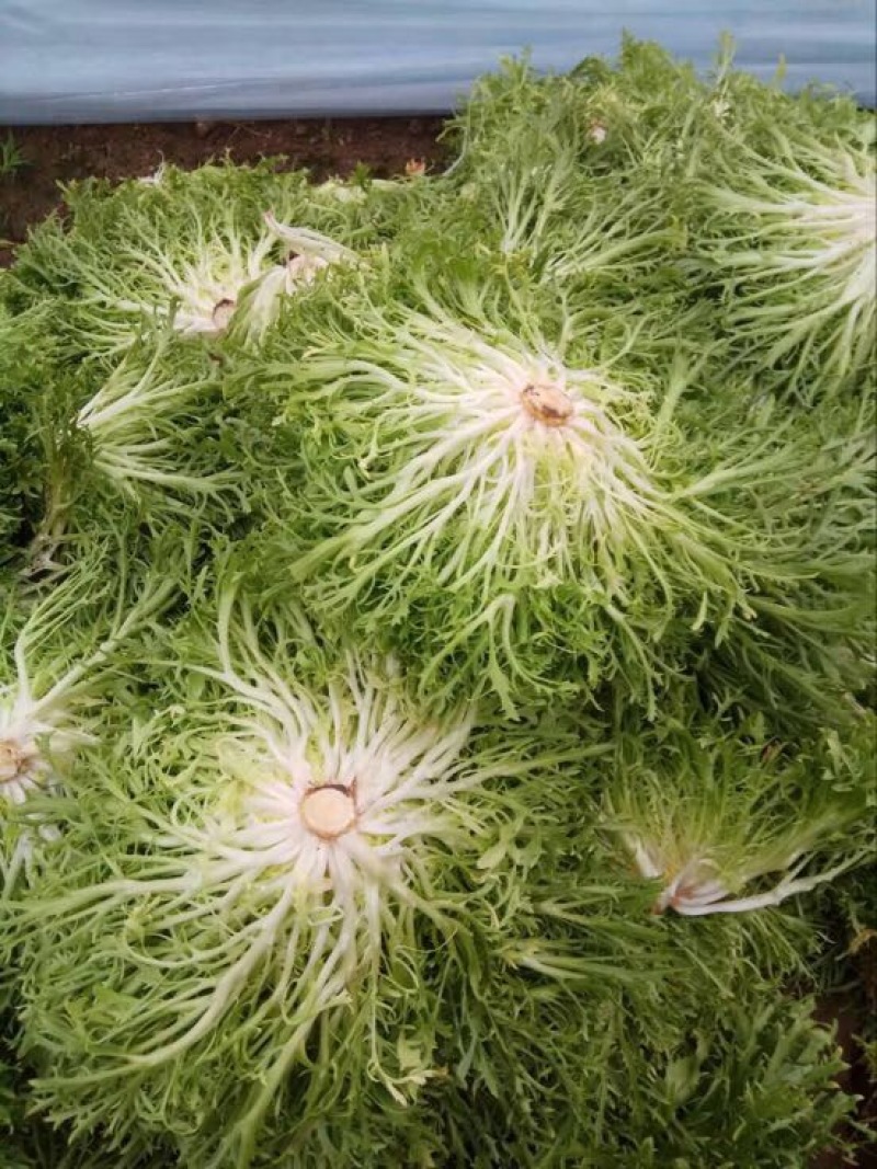苦菊15~20cm