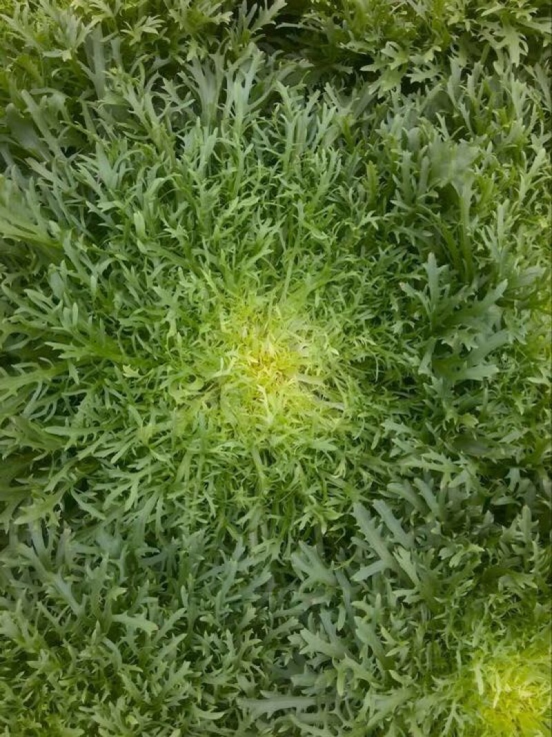 苦菊15~20cm