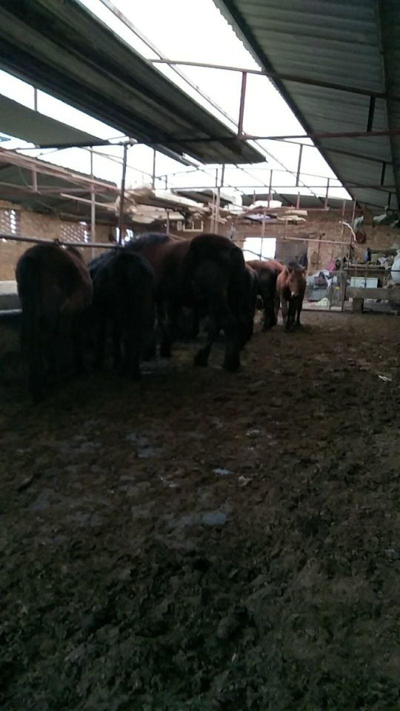 肉马200~300kg