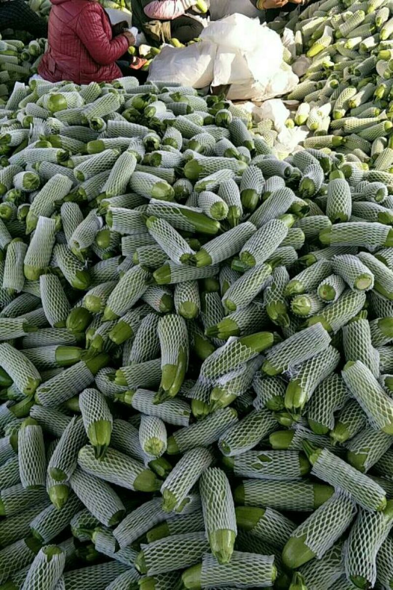 精品西葫芦大量上市中西葫瓜山东聊城油绿西葫芦