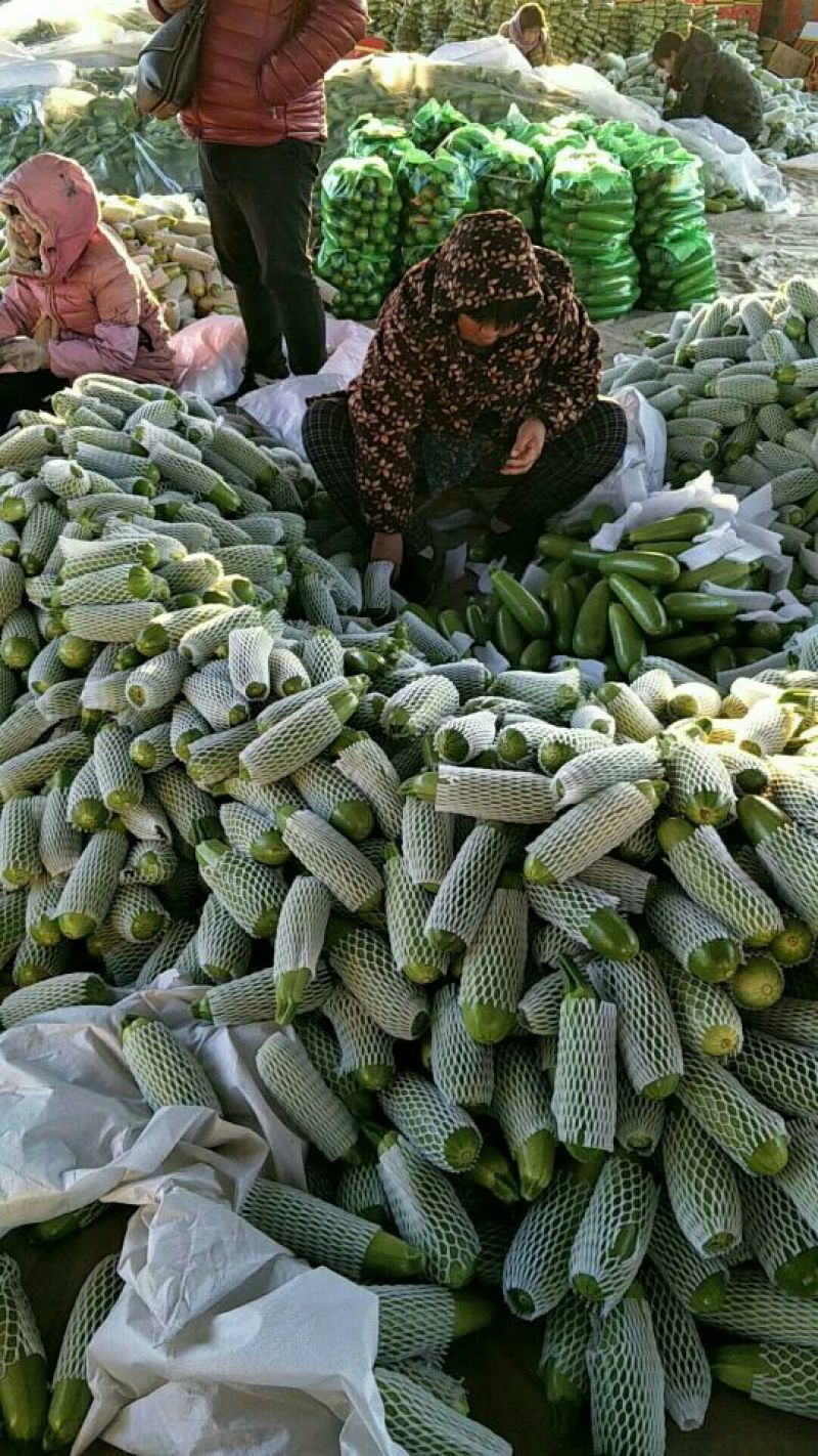 精品西葫芦大量上市中西葫瓜山东聊城油绿西葫芦
