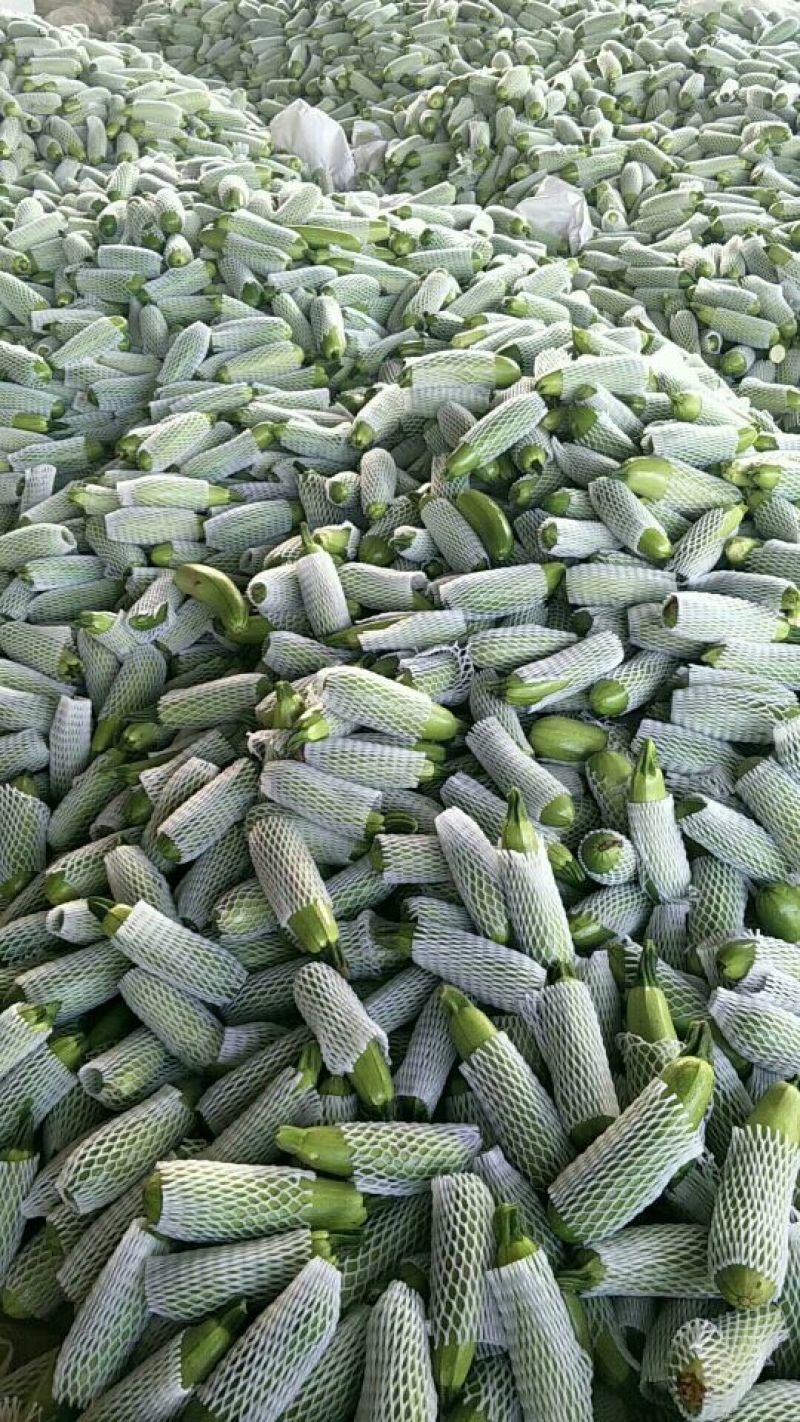 精品西葫芦大量上市中西葫瓜山东聊城油绿西葫芦