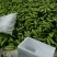 精品西葫芦大量上市中西葫瓜山东聊城油绿西葫芦