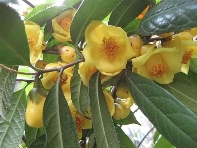 金花茶树苗1.5米左右
