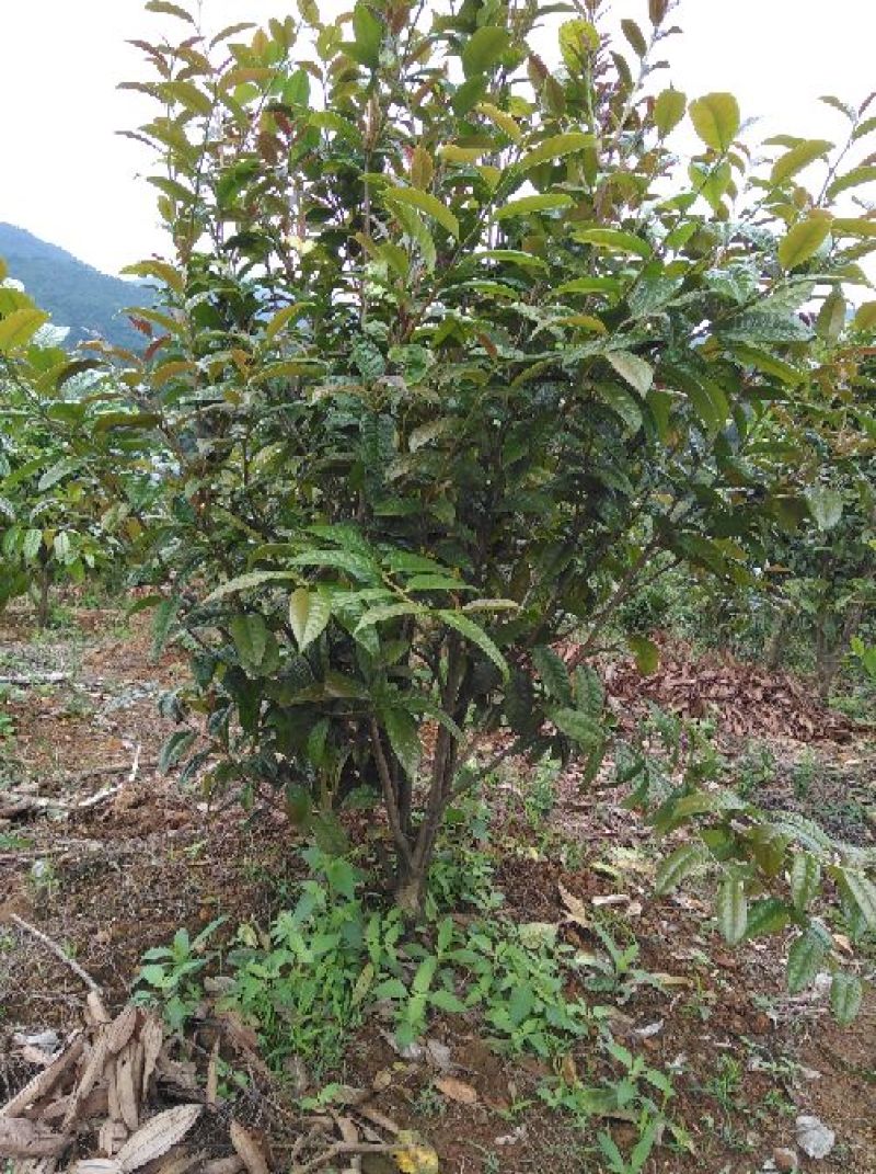 金花茶树苗1.5米左右