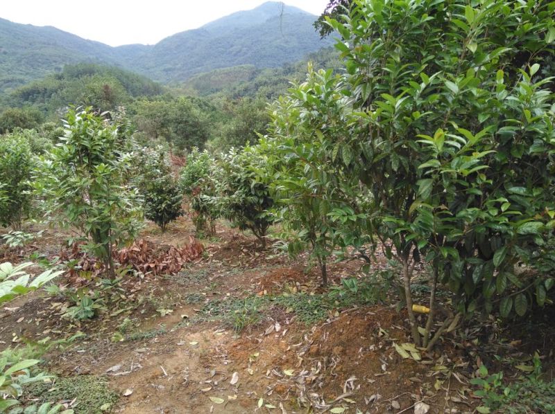 金花茶树苗1.5米左右