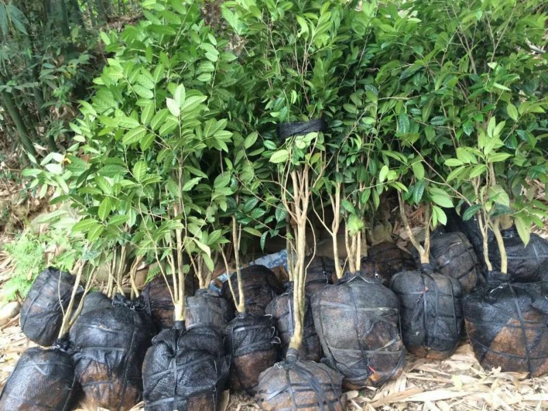 金花茶树苗1.5米左右