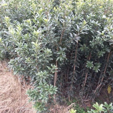 杨梅树51~80cm