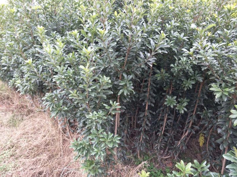 杨梅树51~80cm