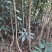 杨梅树51~80cm