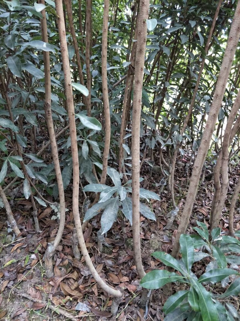 杨梅树51~80cm