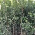 杨梅树51~80cm