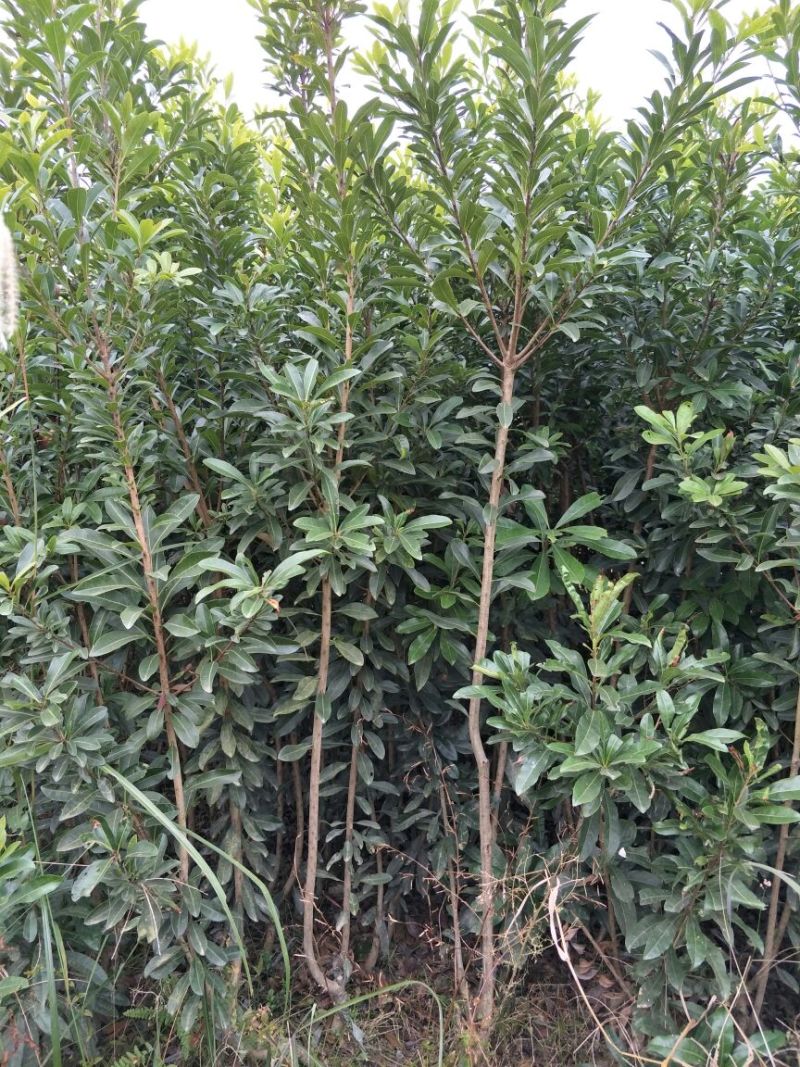 杨梅树51~80cm