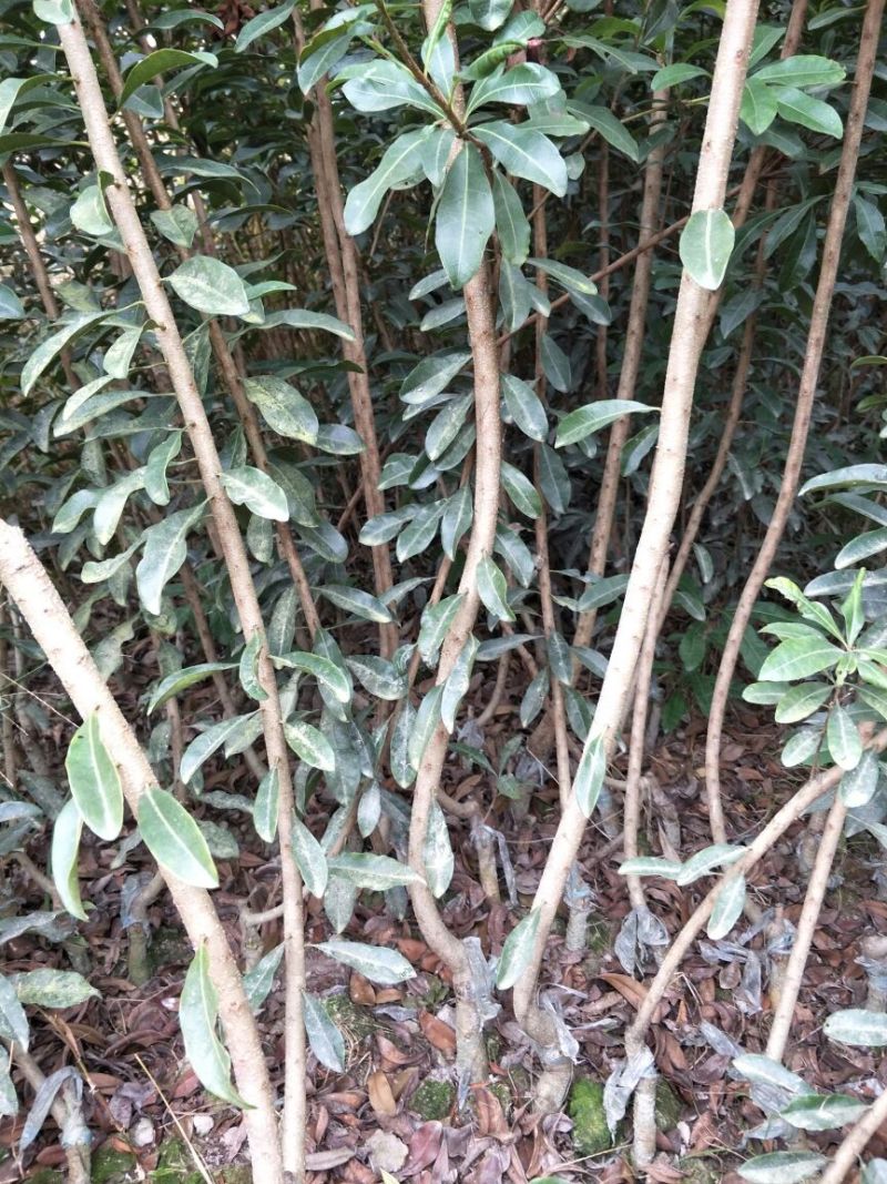 杨梅树51~80cm