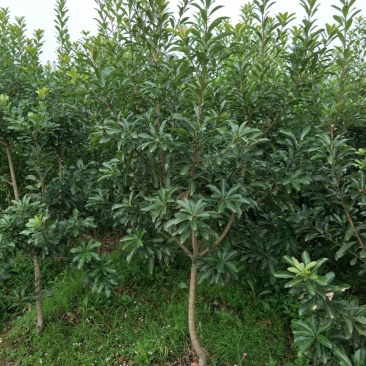 杨梅树171~200cm