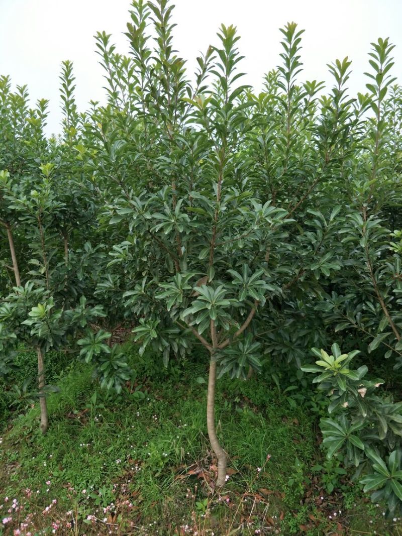 杨梅树171~200cm