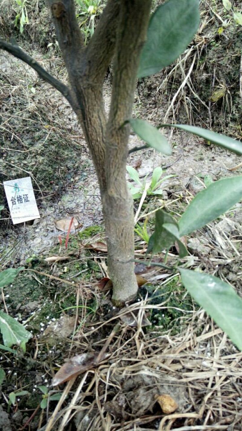 晋早熟桔苗，三年苗