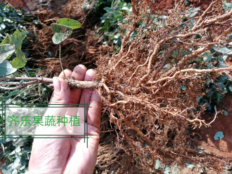 江西新品八月瓜苗八月炸紫红品种实生苗