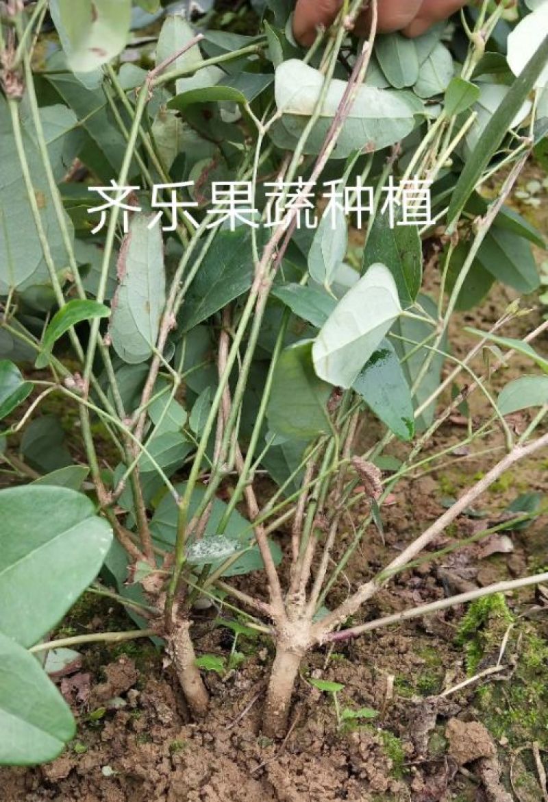 江西新品八月瓜苗八月炸紫红品种实生苗