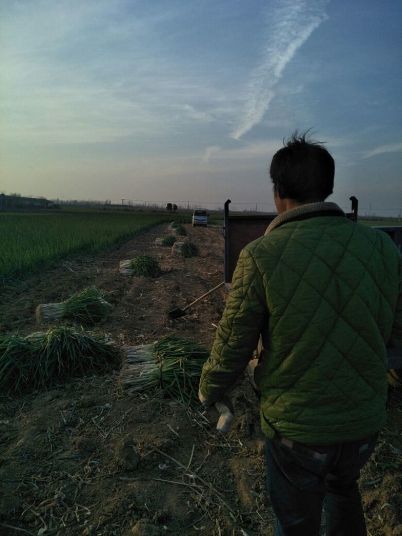 上车四毛现货，长白大葱毛葱2cm左右30~40cm