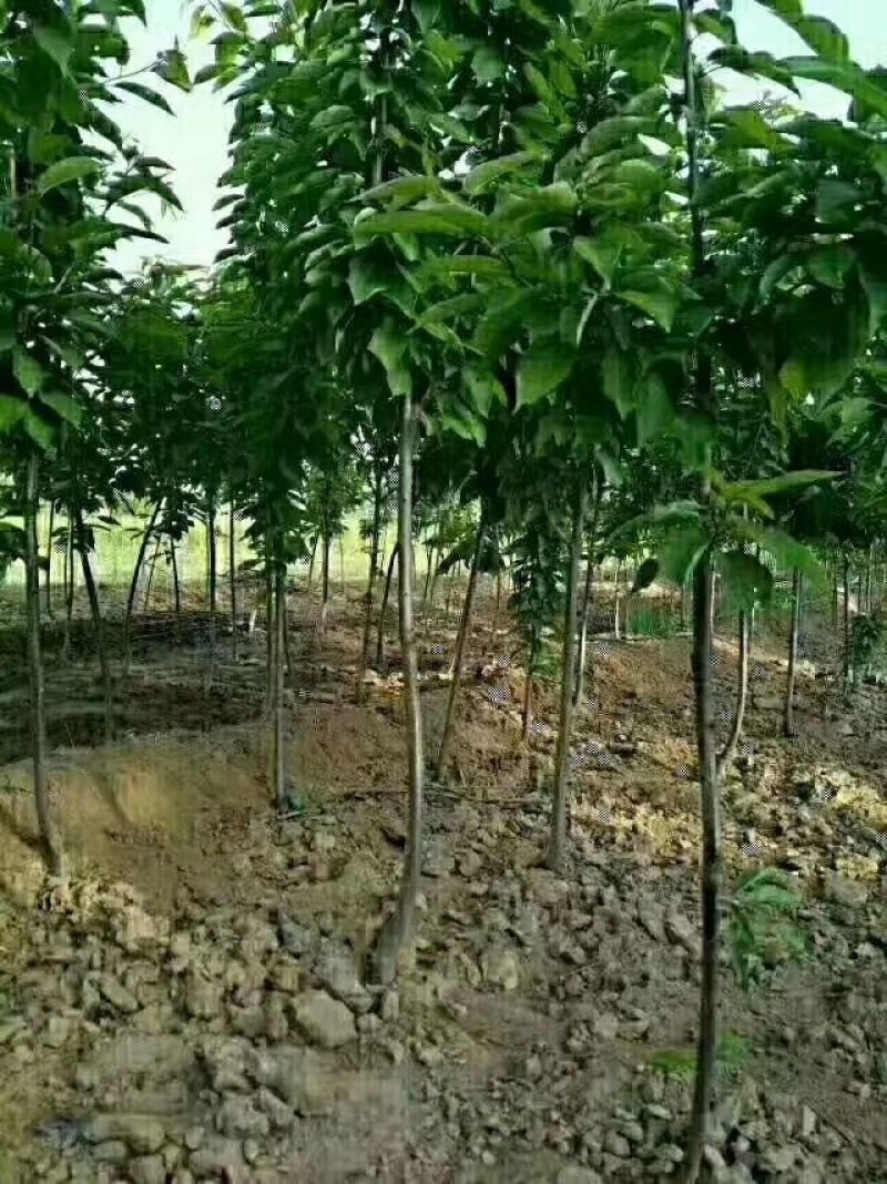樱桃苗，大果樱桃苗，《红灯，美早，萨米脱》，二年苗。