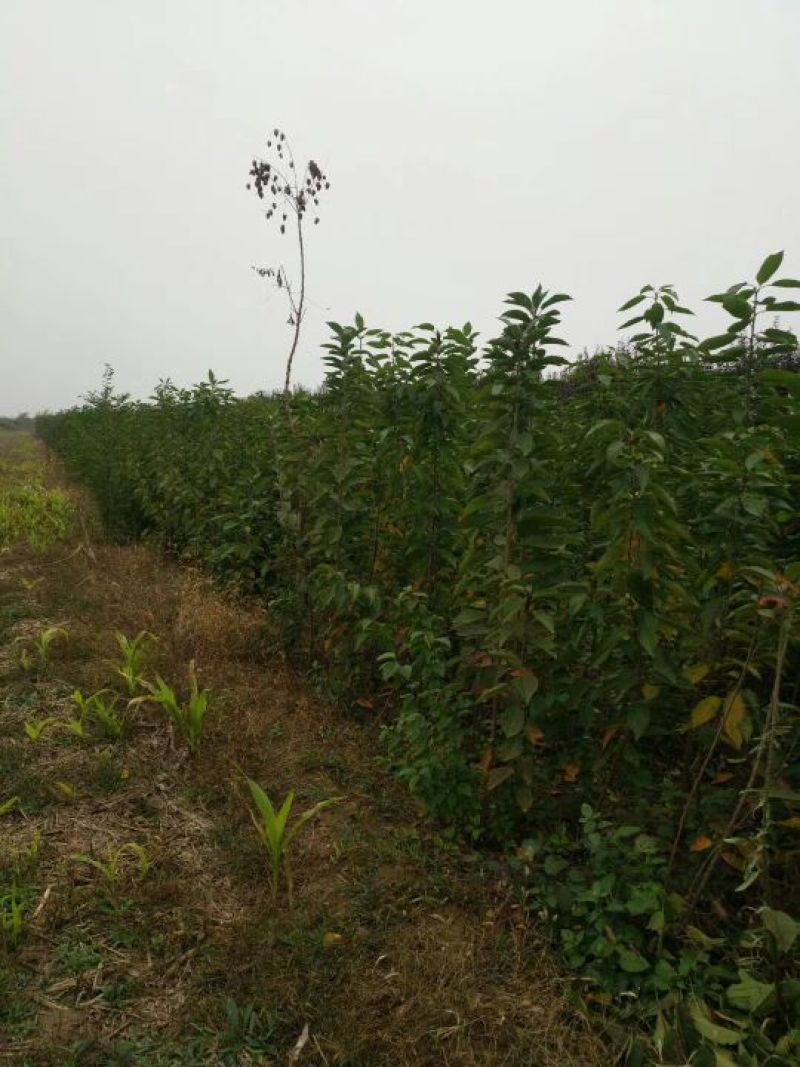 樱桃苗，大果樱桃苗，《红灯，美早，萨米脱》，二年苗。