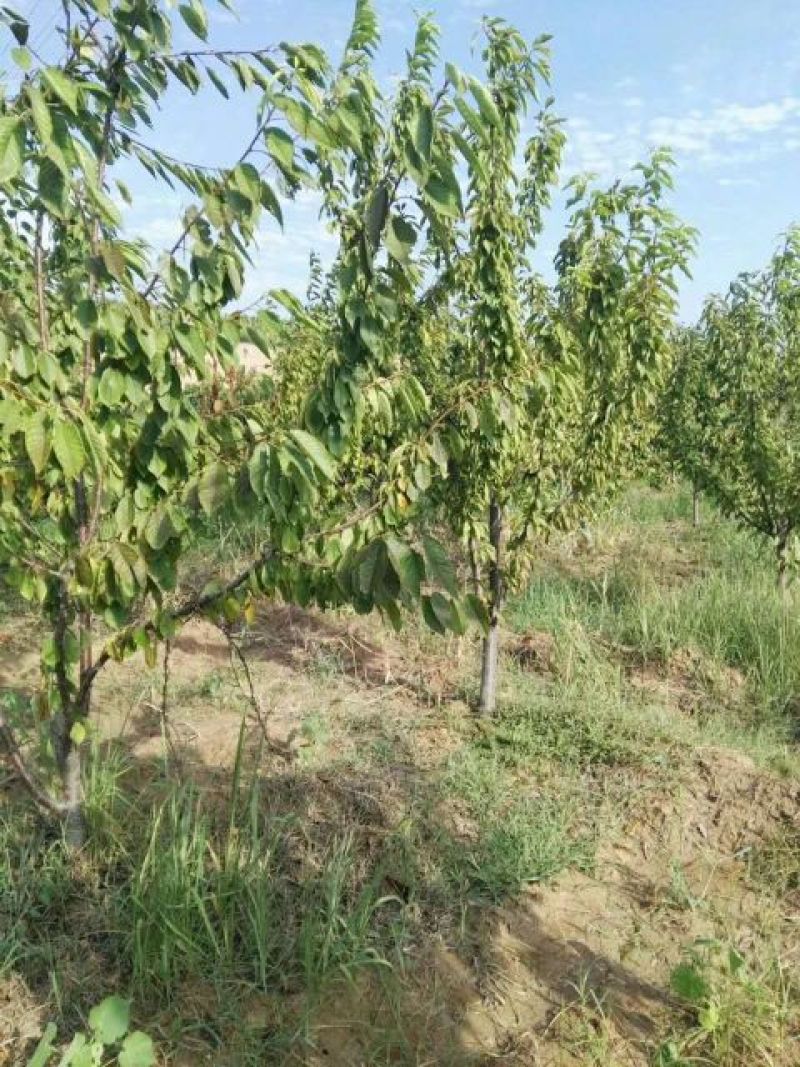 樱桃树，大果樱桃树，3公分樱桃树，5公分樱桃树